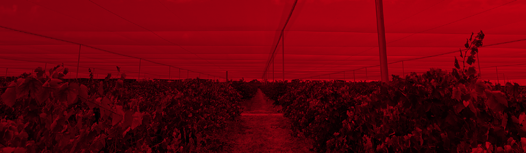 Penfolds Evermore Sustainability news